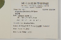 異芒菊藏品圖，第2張