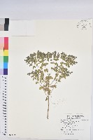 通奶草藏品圖，第1張