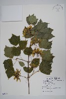 金江槭藏品圖，第1張