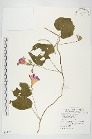 圓葉牽牛藏品圖，第1張