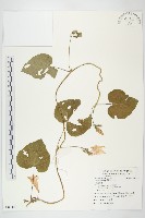 圓葉牽牛藏品圖，第1張