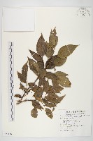 紅葉藤藏品圖，第1張