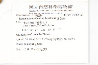 紅葉藤藏品圖，第2張