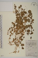 登錄號:S083179藏品圖，第1張