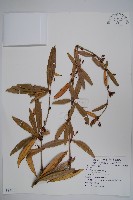 大葉小檗藏品圖，第1張