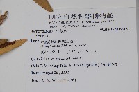 大葉小檗藏品圖，第2張