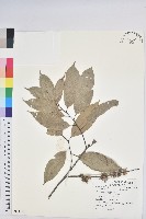 短刺栲藏品圖，第1張