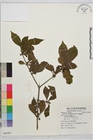 鉤齒鼠李藏品圖，第1張