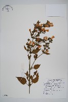 尖藥花藏品圖，第1張