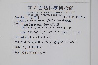 尖藥花藏品圖，第2張