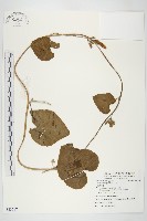 圓葉牽牛藏品圖，第1張