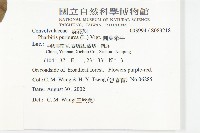 圓葉牽牛藏品圖，第2張