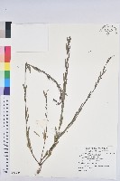 擬葉下珠、細葉油柑藏品圖，第1張