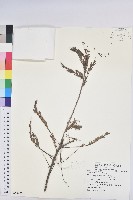 油柑藏品圖，第1張