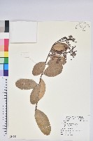 登錄號:S083240藏品圖，第1張