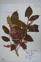 鹽膚木藏品圖，第1張