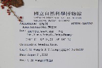 鹽膚木藏品圖，第2張