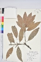 毛果青岡藏品圖，第1張