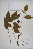 南酸棗藏品圖，第1張