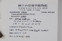 南酸棗藏品圖，第2張