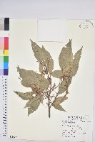 粗糠柴藏品圖，第1張