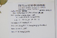 纖冠藤藏品圖，第2張