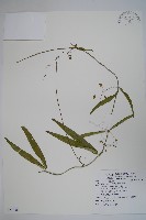 人參娃兒藤藏品圖，第1張