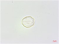 長葉苧麻藏品圖，第2張