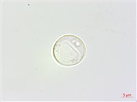 長葉苧麻藏品圖，第3張