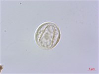 水絲麻藏品圖，第2張