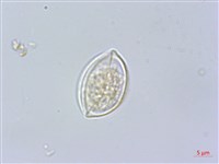 水絲麻藏品圖，第3張