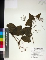 粉藤藏品圖，第1張