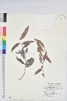 長柱算盤子藏品圖，第1張