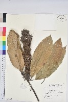 大葉栲藏品圖，第1張