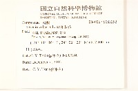 歐洲黃菀藏品圖，第2張