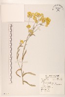 鼠麴草藏品圖，第1張