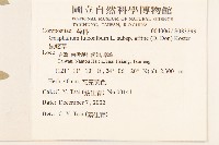 鼠麴草藏品圖，第2張