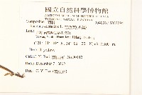 苦滇菜、苦菜藏品圖，第2張