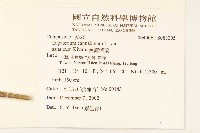 台灣澤蘭藏品圖，第2張