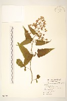 裂葉蔓黃菀藏品圖，第1張