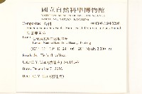裂葉蔓黃菀藏品圖，第2張