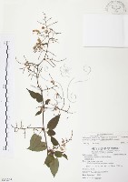 台灣何首烏藏品圖，第1張