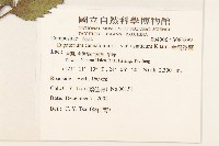 台灣澤蘭藏品圖，第2張