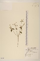 小米菊藏品圖，第1張