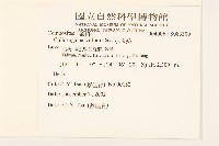 小米菊藏品圖，第2張