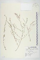 玉山筷子芥藏品圖，第1張