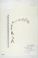 薺藏品圖，第1張