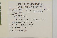 香澤蘭、飛機草藏品圖，第2張