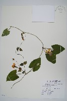 黑眼花藏品圖，第1張