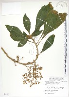 同蕊草、異色線柱苣苔藏品圖，第1張